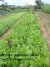 TraQue Vegetable Village 
