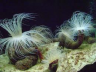 National Oceanographic Museum of Vietnam 