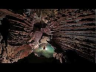 Son Dong, the world's largest cave 